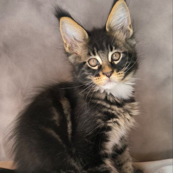 Maine Coon NOV Phoenix