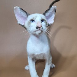 Siamese NOV Ink