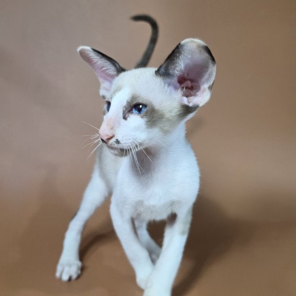 Siamese NOV Ink