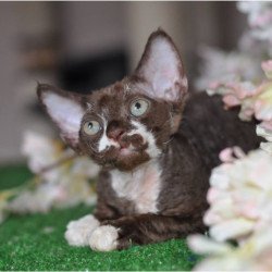 Devon Rex NOV Gavrila