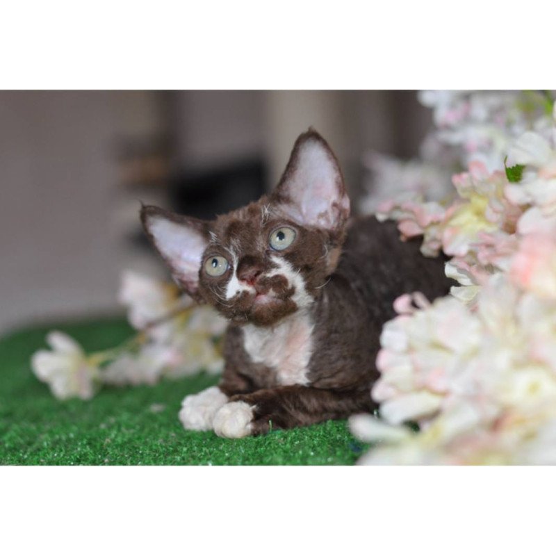 Devon Rex NOV Gavrila