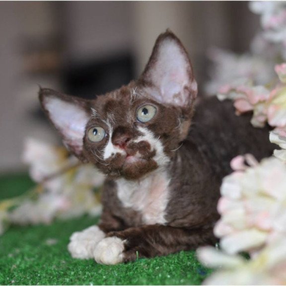 Devon Rex NOV Gavrila
