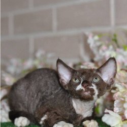 Devon Rex NOV Gavrila