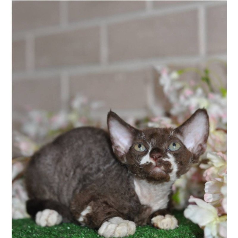Devon Rex NOV Gavrila