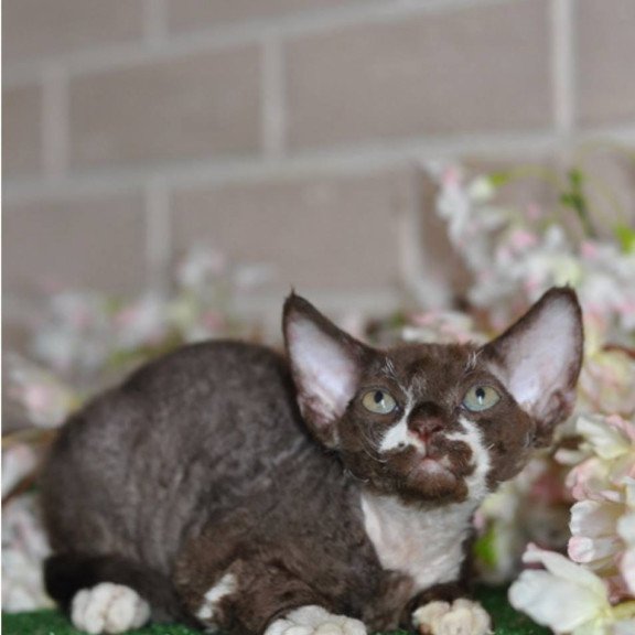 Devon Rex NOV Gavrila