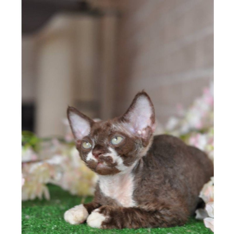 Devon Rex NOV Gavrila