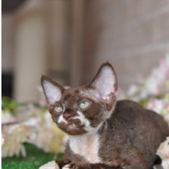 Devon Rex NOV Gavrila