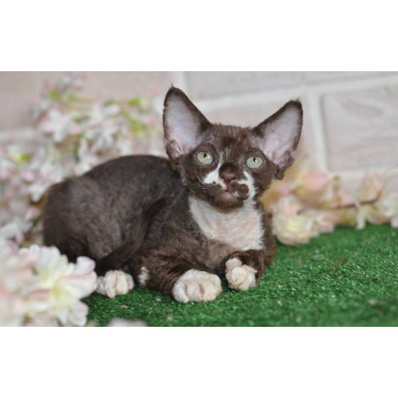 Devon Rex NOV Gavrila