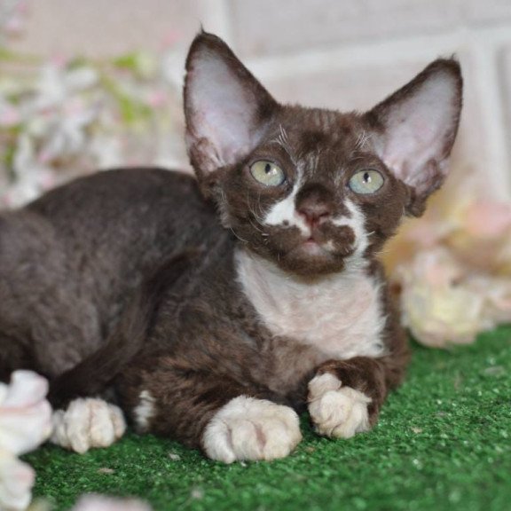 Devon Rex NOV Gavrila