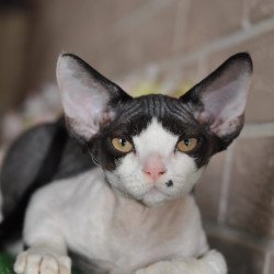 Devon Rex NOV Elik