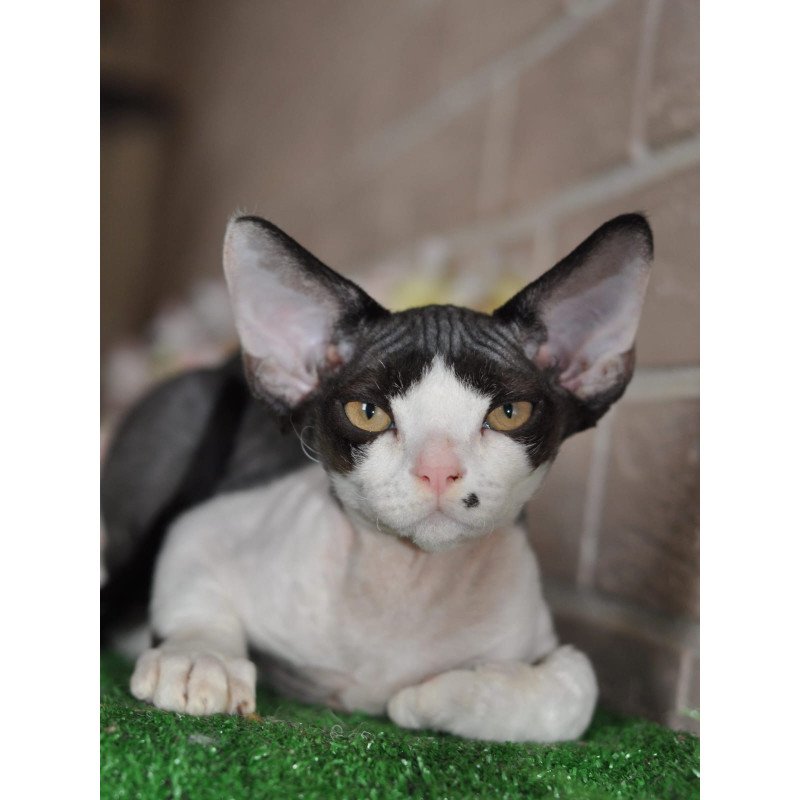 Devon Rex NOV Elik