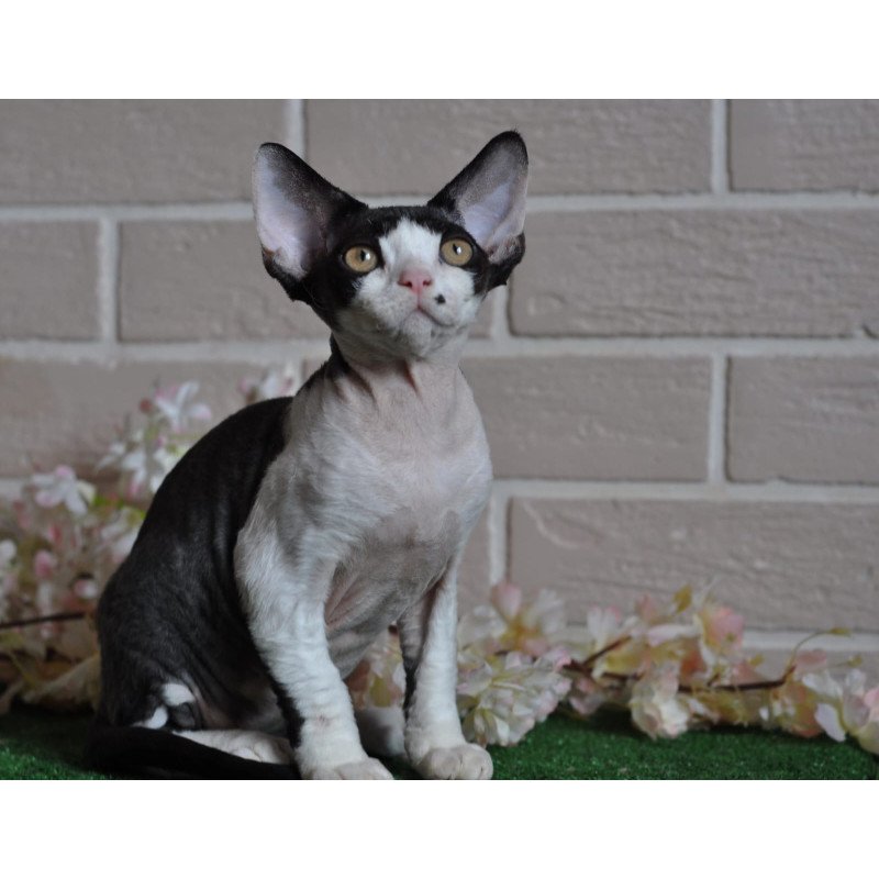 Devon Rex NOV Elik
