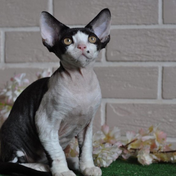 Devon Rex NOV Elik