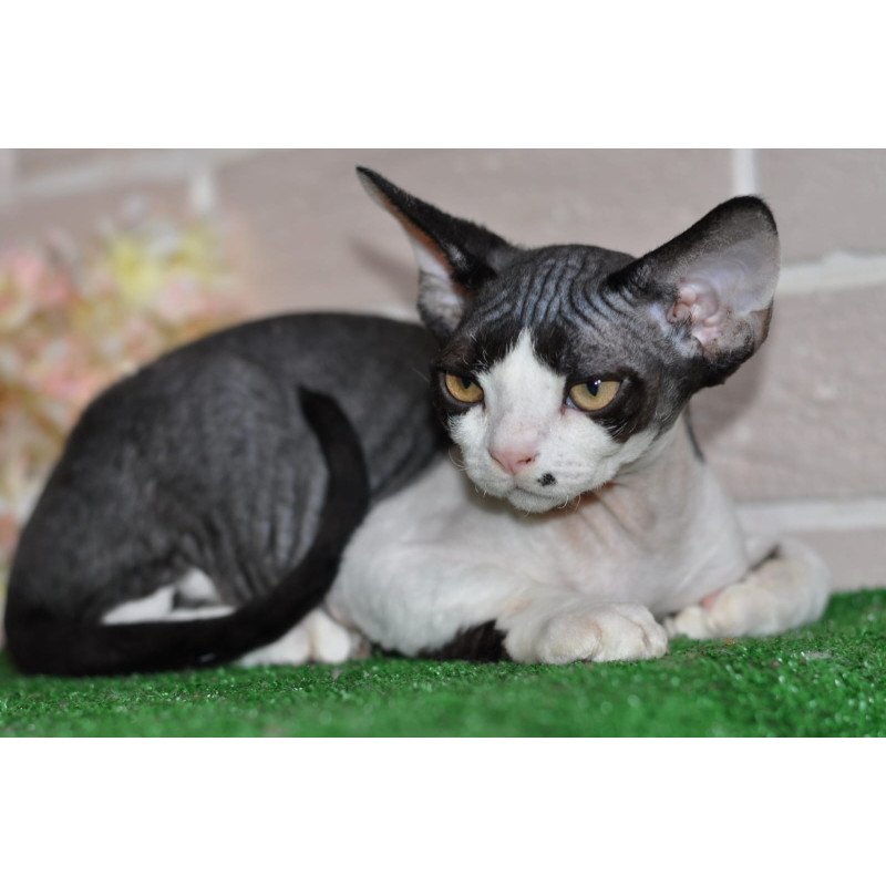 Devon Rex NOV Elik
