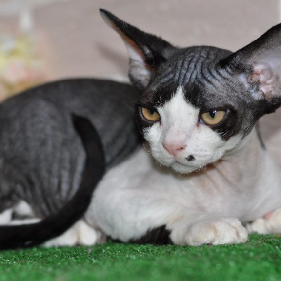 Devon Rex NOV Elik