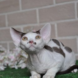 Devon Rex NOV Elvis