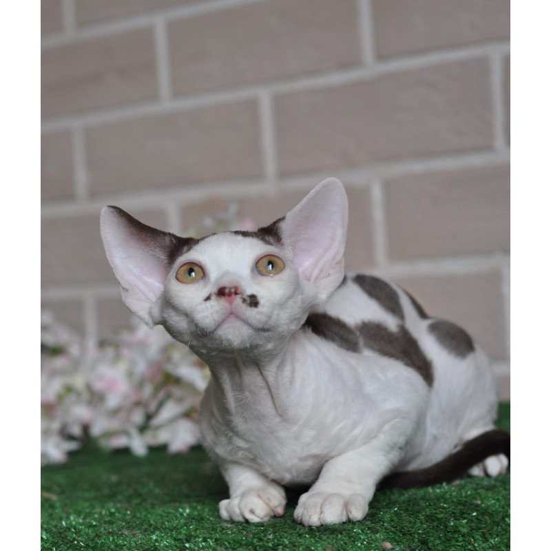 Devon Rex NOV Elvis