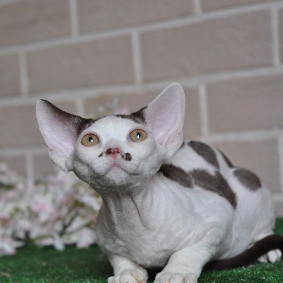 Devon Rex NOV Elvis