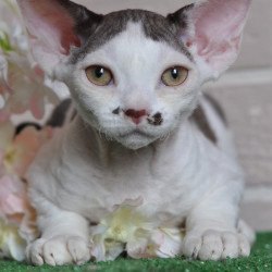 Devon Rex NOV Elvis