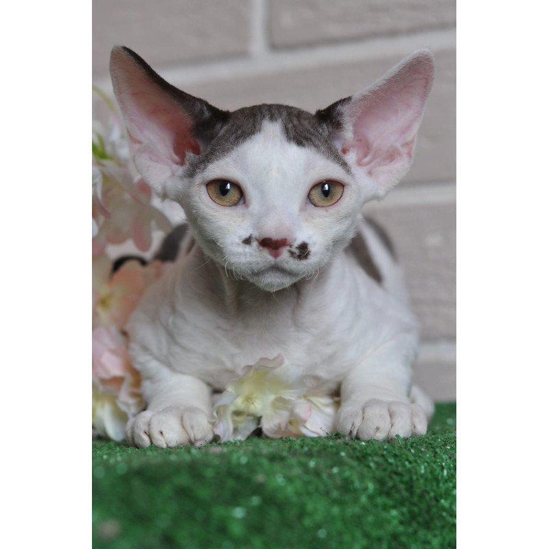 Devon Rex NOV Elvis