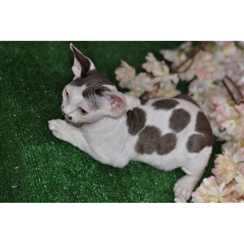 Devon Rex NOV Elvis