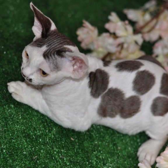 Devon Rex NOV Elvis