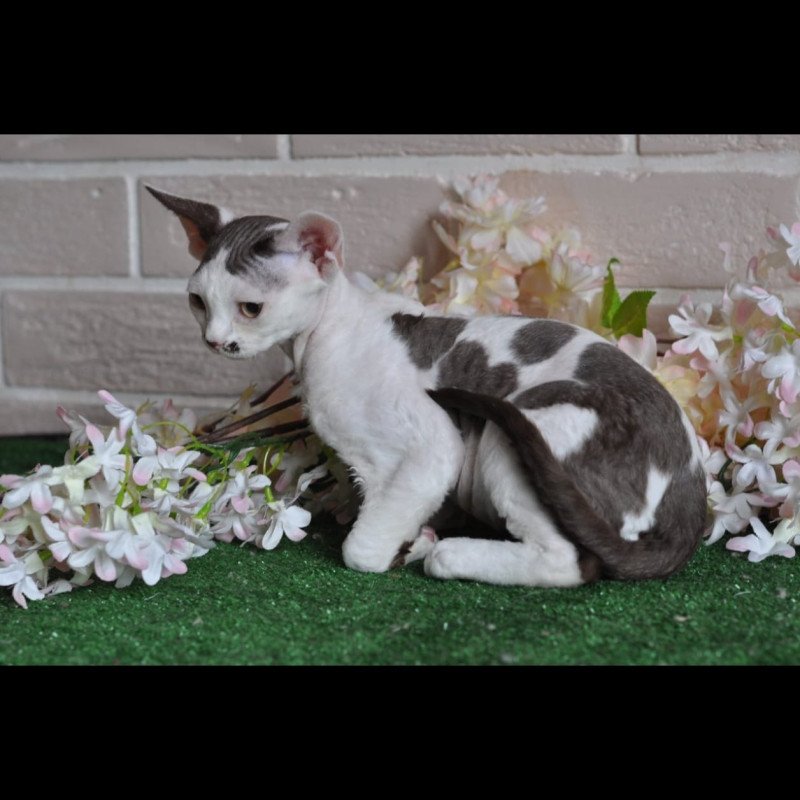 Devon Rex NOV Elvis