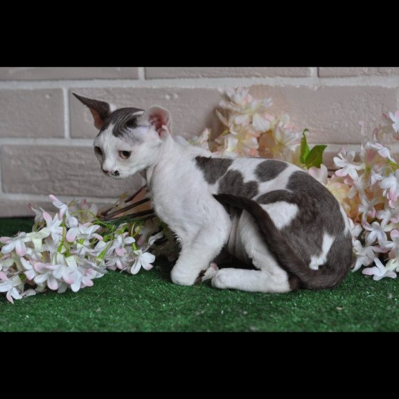 Devon Rex NOV Elvis