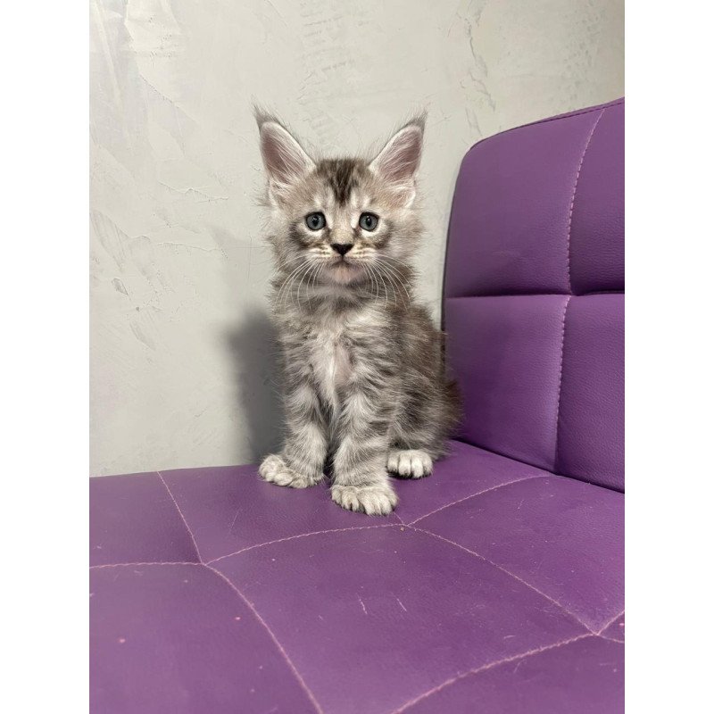 Maine Coon NOV Timur Polydactyl