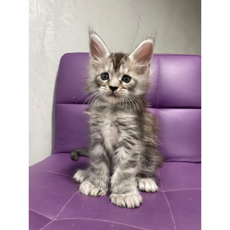 Maine Coon NOV Timur Polydactyl