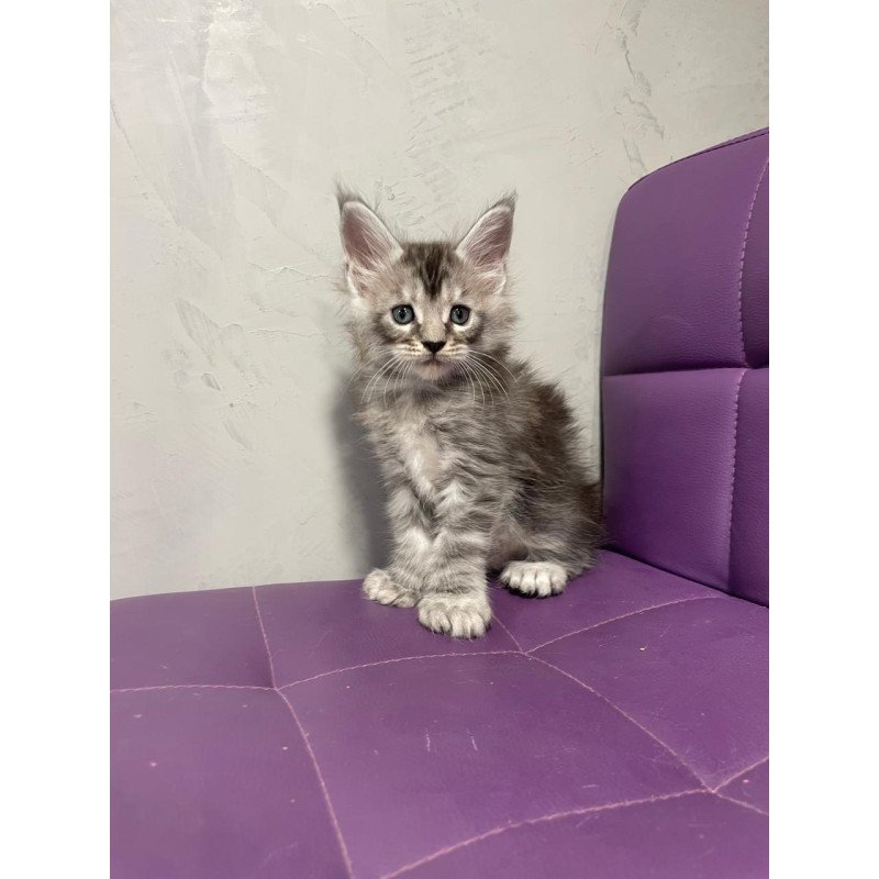 Maine Coon NOV Timur Polydactyl