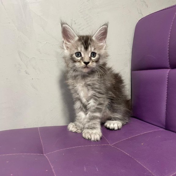 Maine Coon NOV Timur Polydactyl