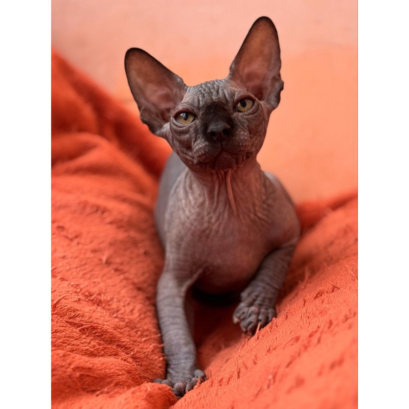 Sphynx NOV Elvis