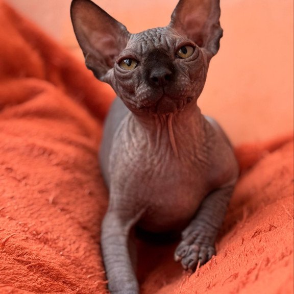 Sphynx NOV Elvis
