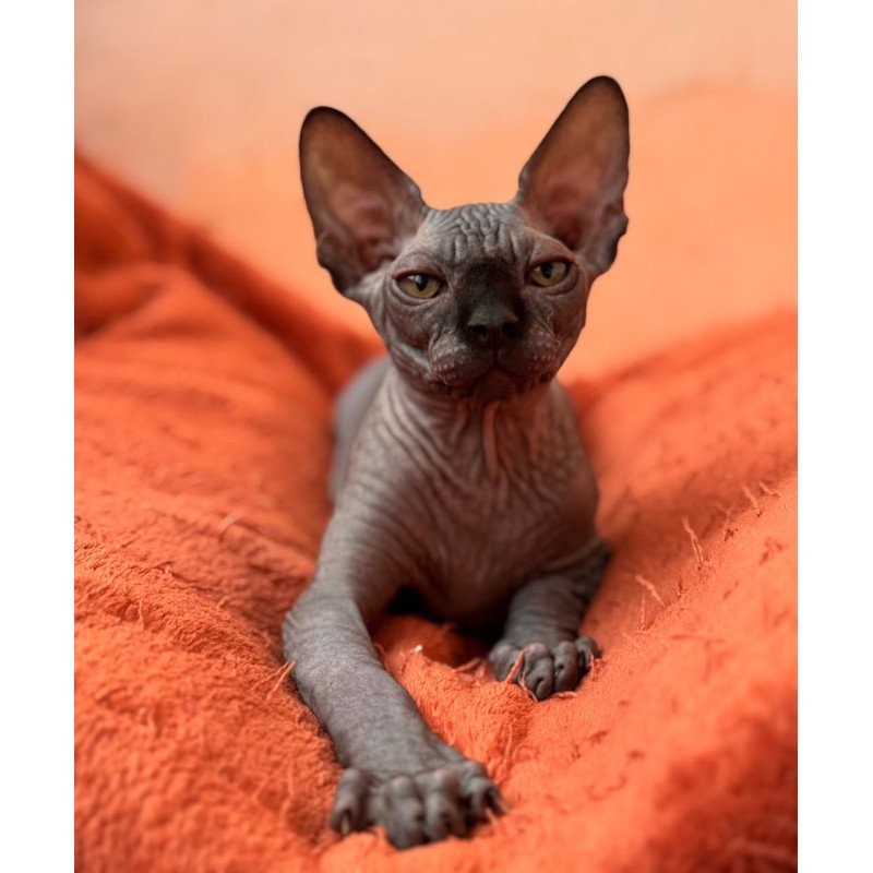Sphynx NOV Elvis