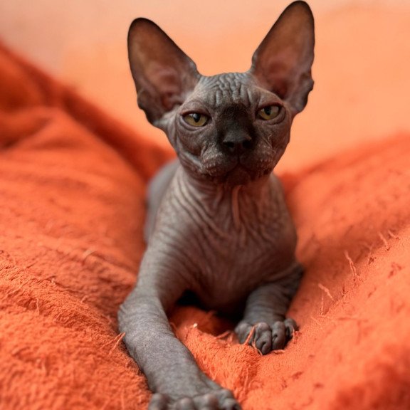 Sphynx NOV Elvis