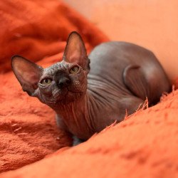 Sphynx NOV Elvis