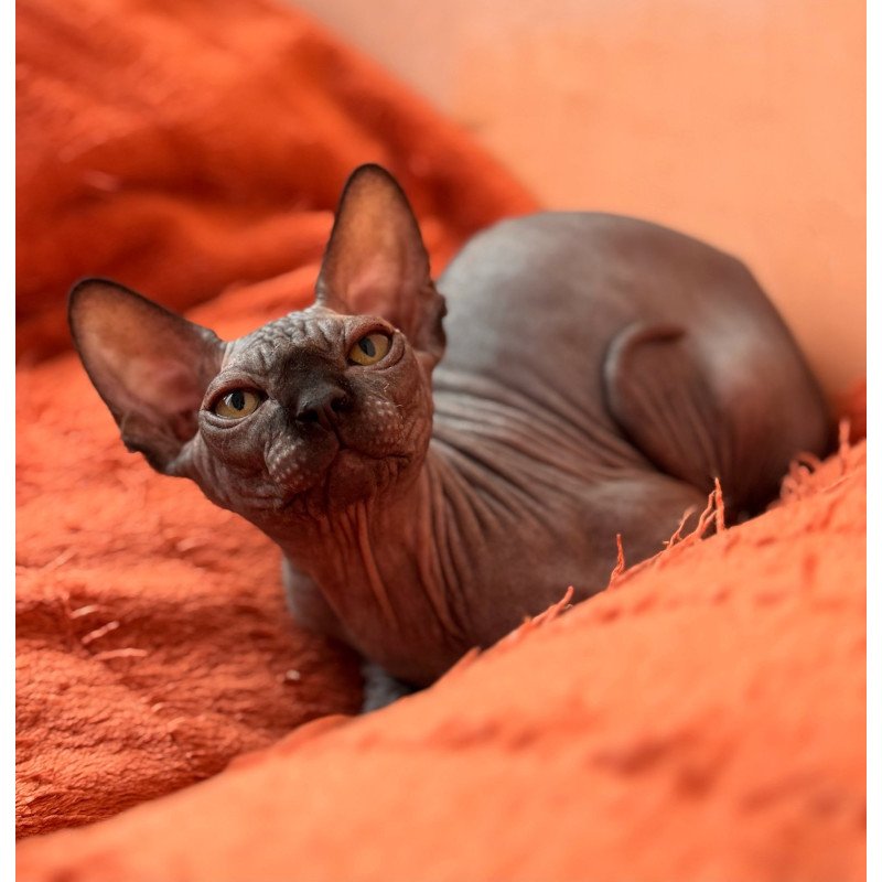 Sphynx NOV Elvis