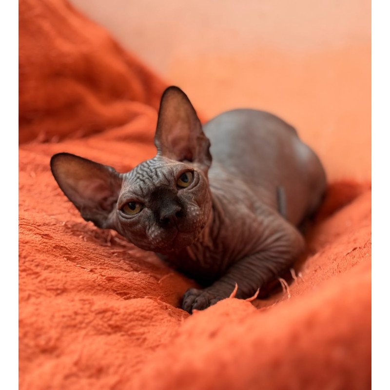 Sphynx NOV Elvis