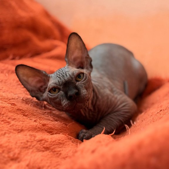 Sphynx NOV Elvis