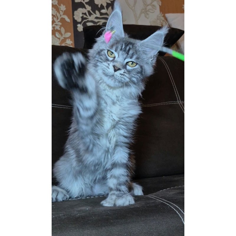 Maine Coon NOV Bourbon Polydactyl