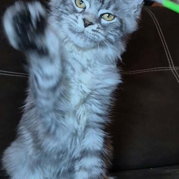 Maine Coon NOV Bourbon Polydactyl