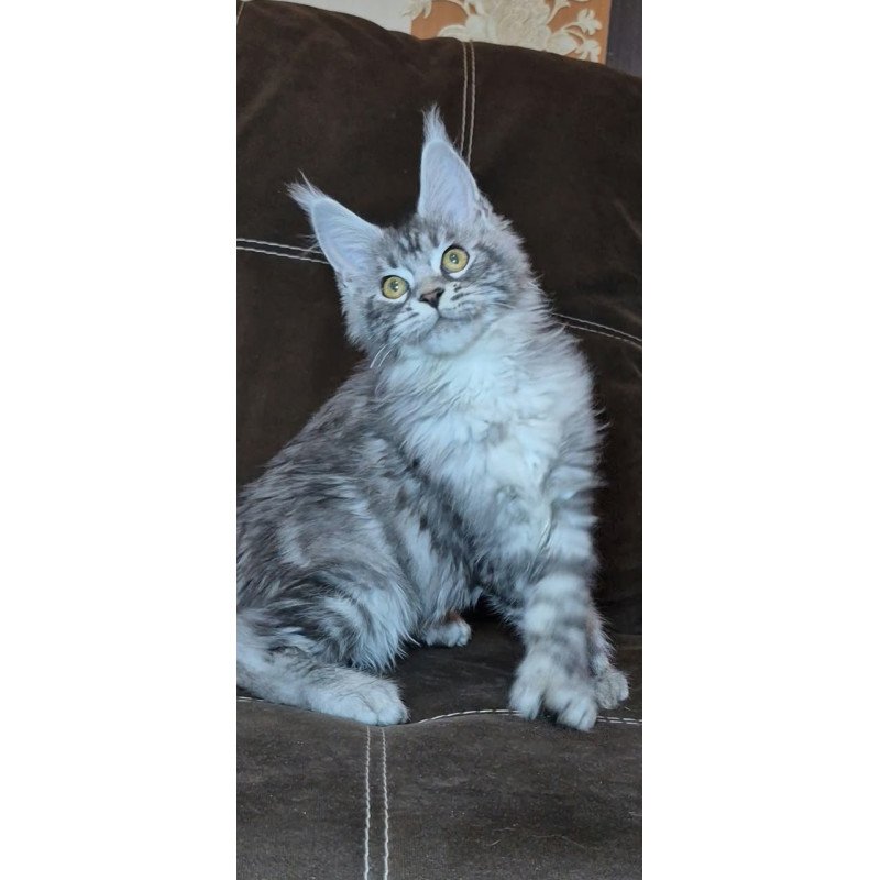 Maine Coon NOV Bourbon Polydactyl