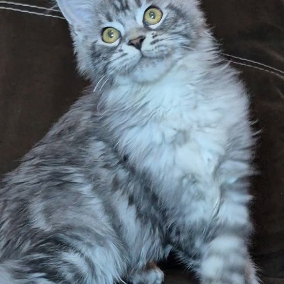 Maine Coon NOV Bourbon Polydactyl
