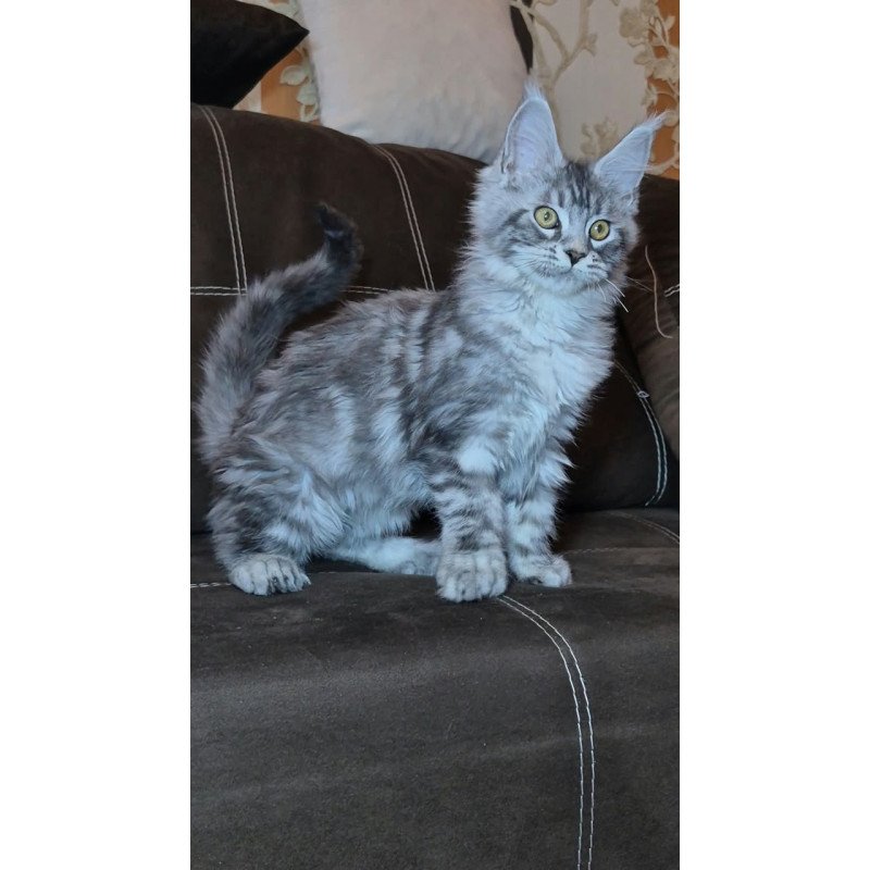 Maine Coon NOV Bourbon Polydactyl