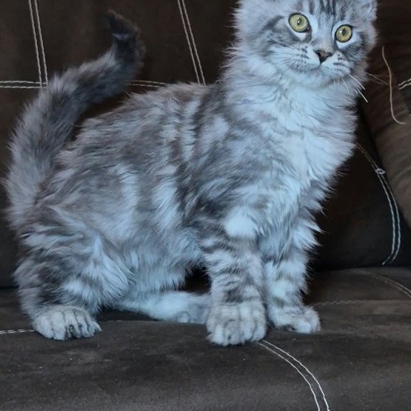 Maine Coon NOV Bourbon Polydactyl