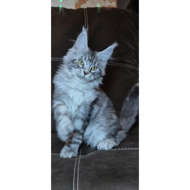 Maine Coon NOV Bourbon Polydactyl