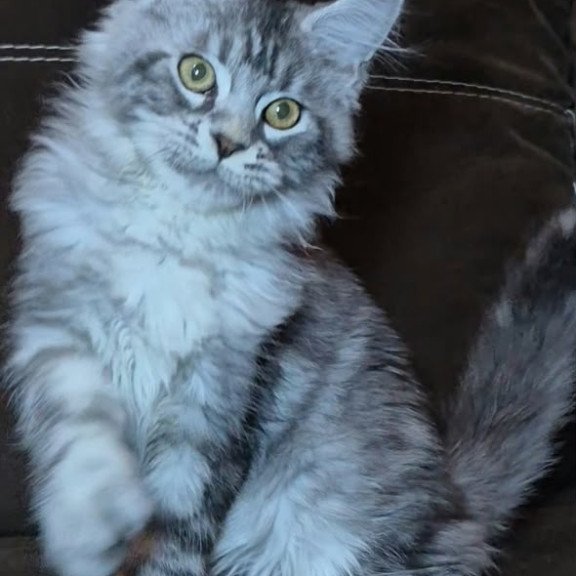 Maine Coon NOV Bourbon Polydactyl