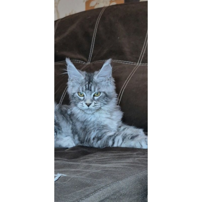 Maine Coon NOV Bourbon Polydactyl