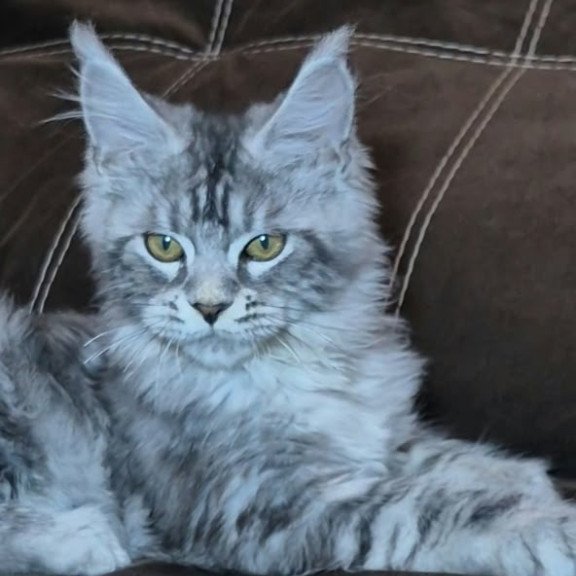 Maine Coon NOV Bourbon Polydactyl